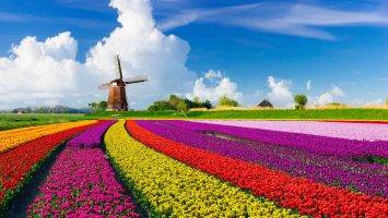 Dutchtulips-29ea38f5781246a6938879da97eb200f
